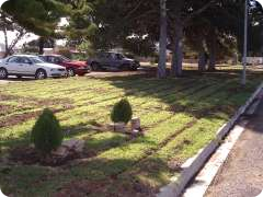 Greenest, healthiest lawn